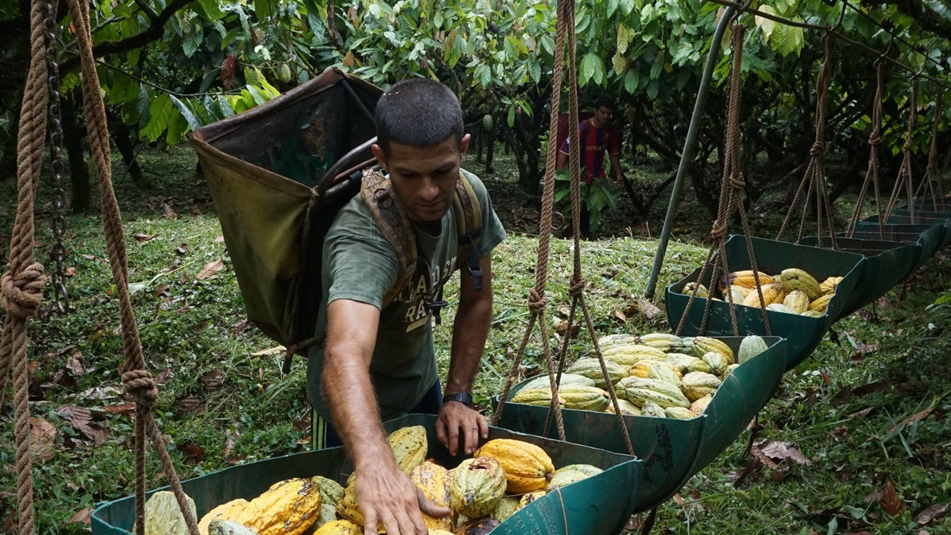 Case Rainforrest Alliance